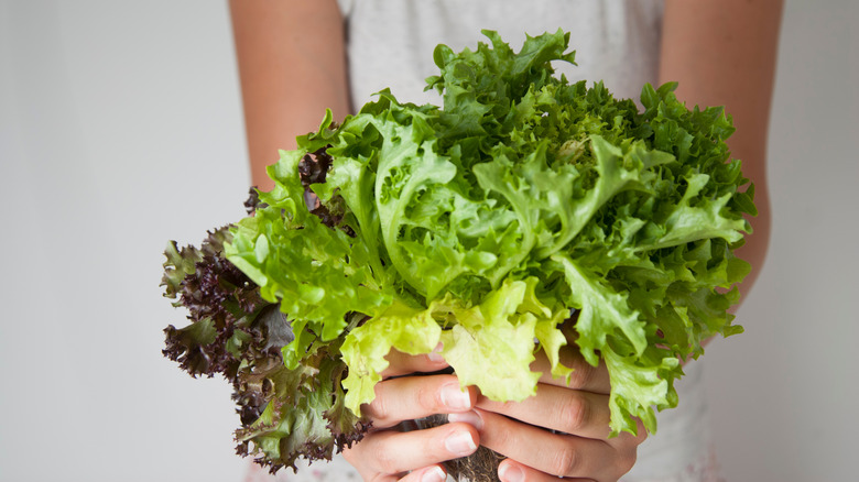 woman holding lettuce