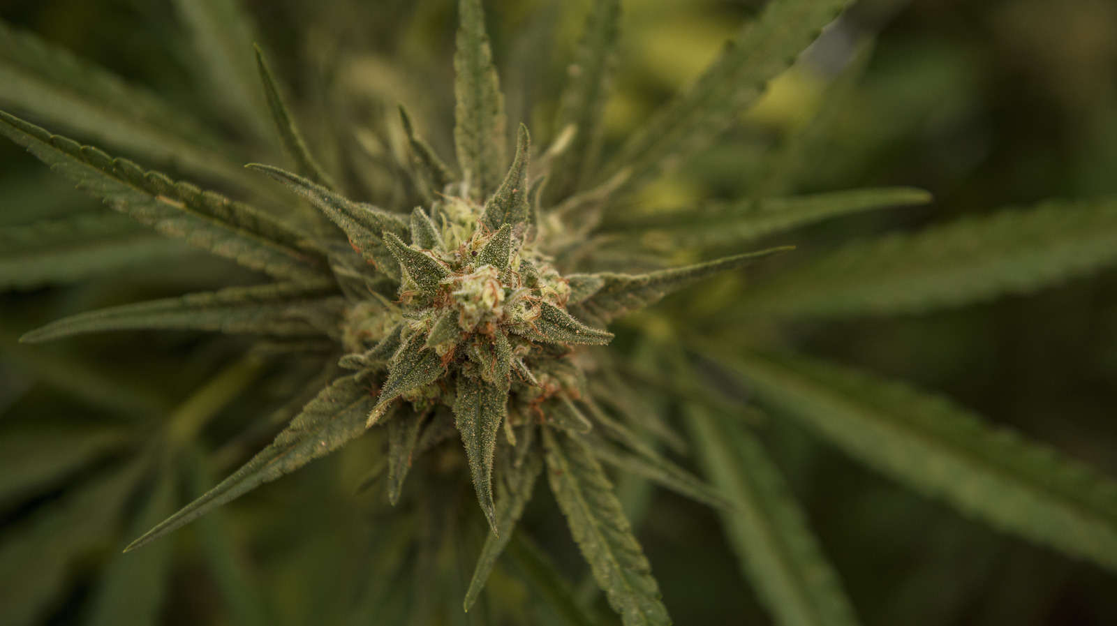 Can You Get Addicted To Marijuana 