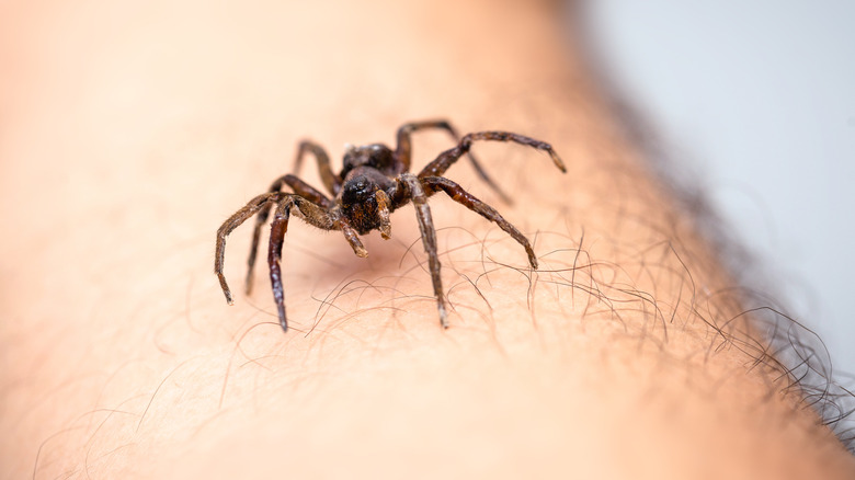 Spider crawling on human skin