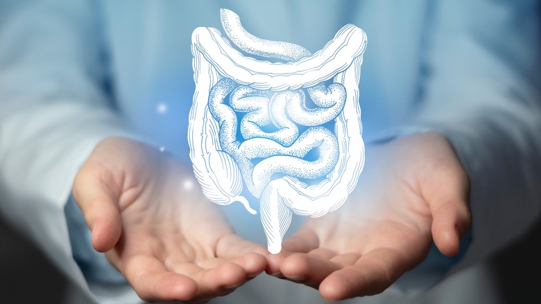 Concept of a stomach