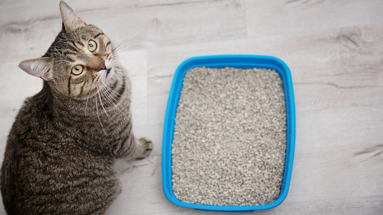 Tabby cat looking up beside litter box