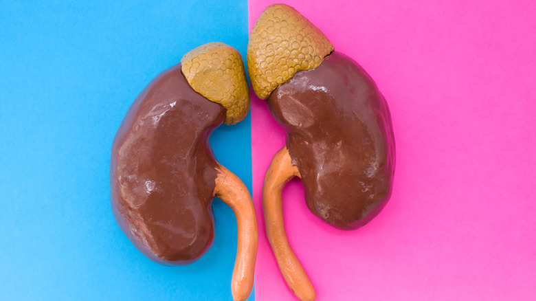 kidneys on a blue and pink backdrop