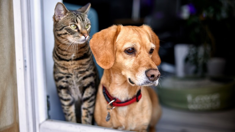 Dog and cat looking out window 