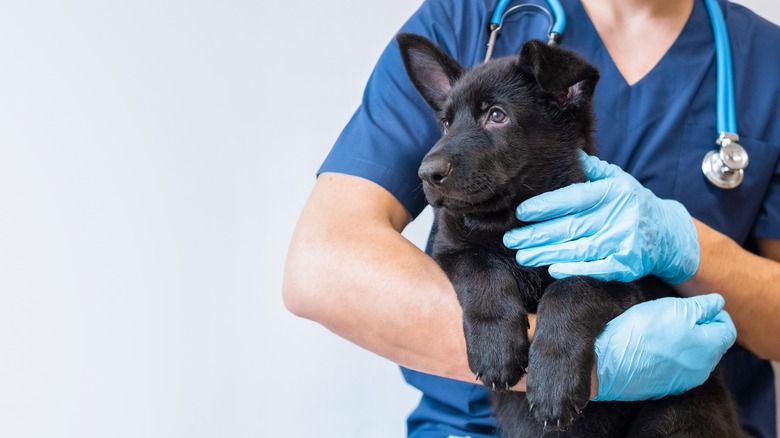 Vet holding dog