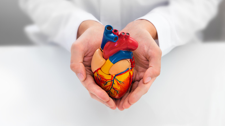 doctor holding model of heart
