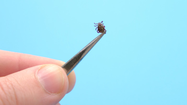 tweezers holding deer tick with lyme disease