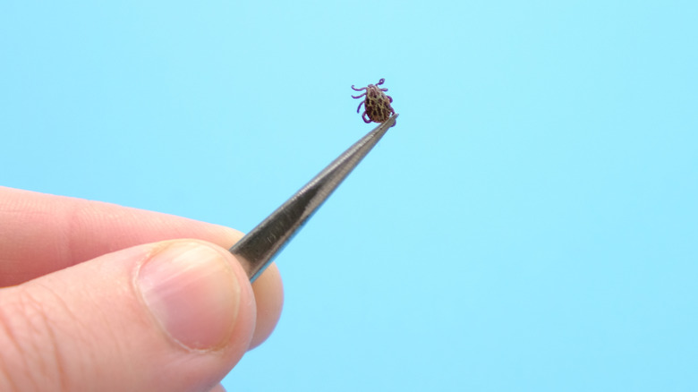 tweezers holding deer tick with lyme disease