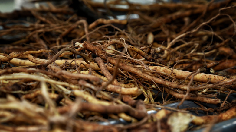 kava kava root