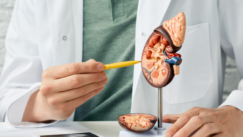 Doctor pointing to a model kidney