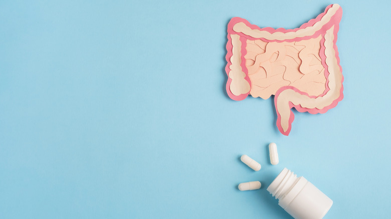 Probiotics and intestines model