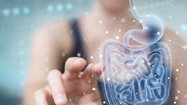 a person touching a digital image of intestines