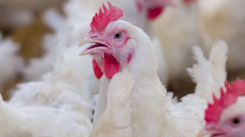 chickens indoors poultry farm