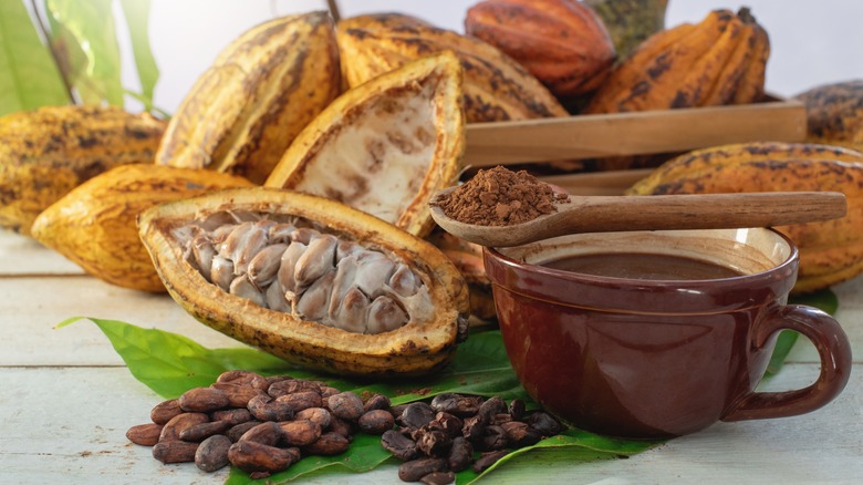 close-up of a variety of natural cocoa products