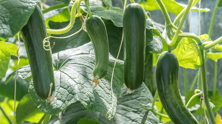 Zucchinis growing on a plant