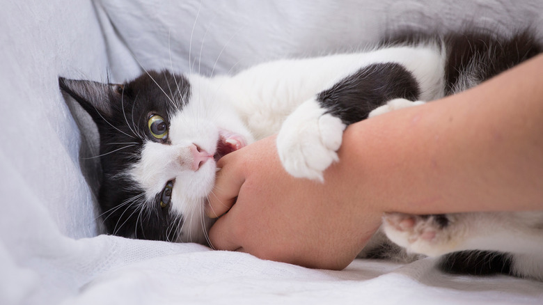 cat biting person