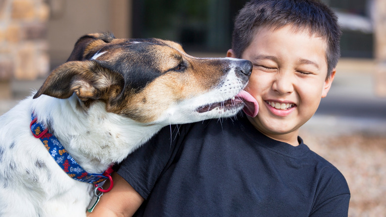 dog licking boy