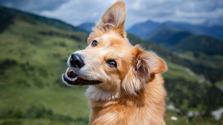 A dog outdoors