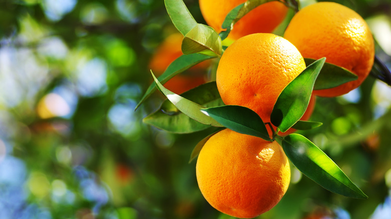 oranges in tree