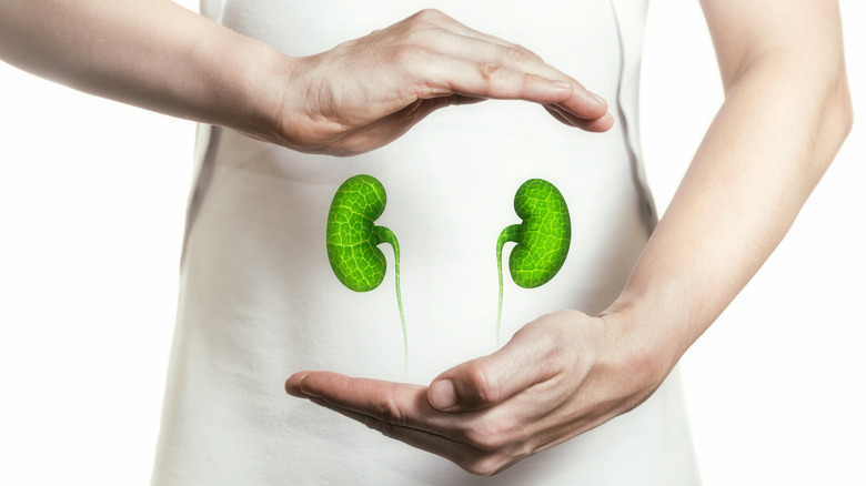 Hands cupping green kidney illustration 