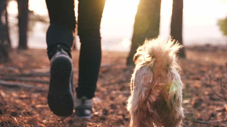 Person's legs next to dog