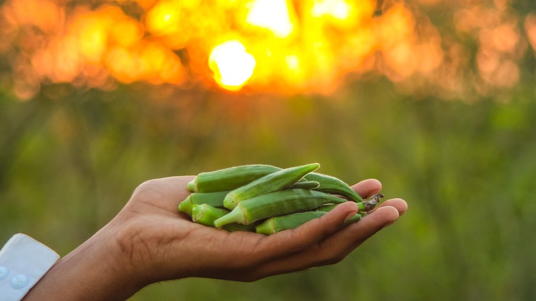 a handful of okra