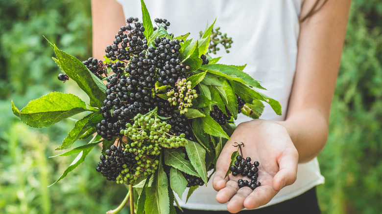 Woman holding elderberry plant 