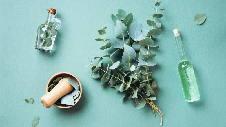 eucalyptus branches and oil