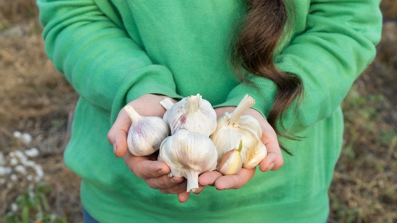 Woman holding large cloves of garlic