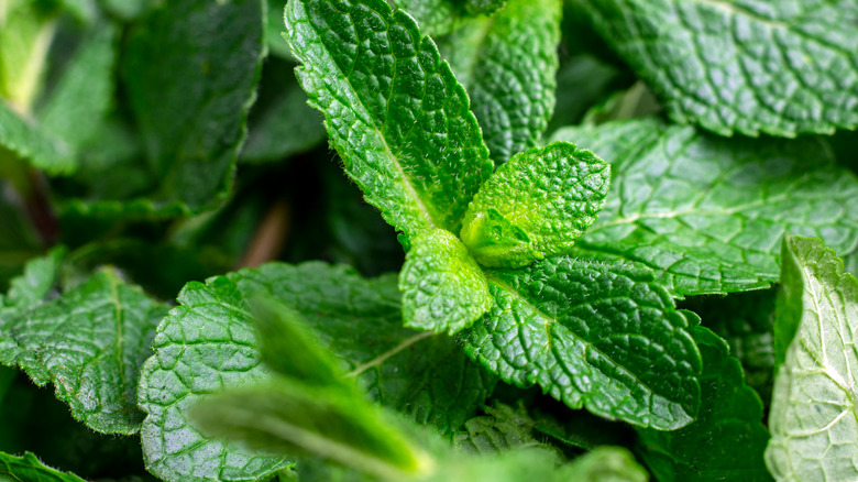 close up of mint plant