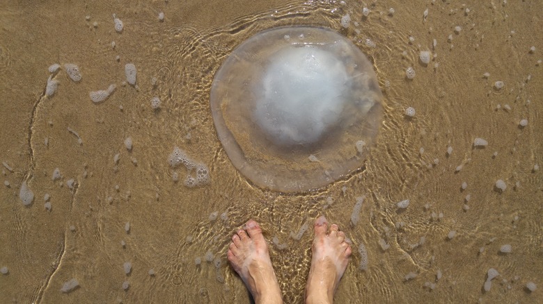 A person standing by a jellyfish on the sand