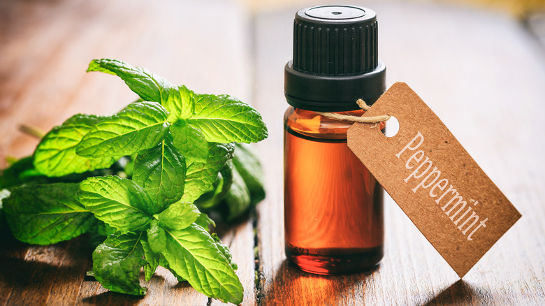 Small bottle of peppermint essential oil next to peppermint leaves