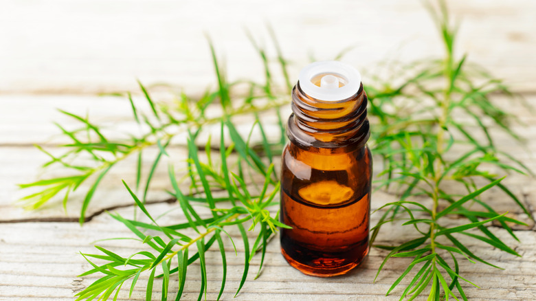 bottle of tea tree oil on table 