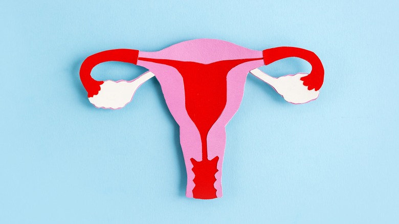 Paper uterus cutout for menopause concept