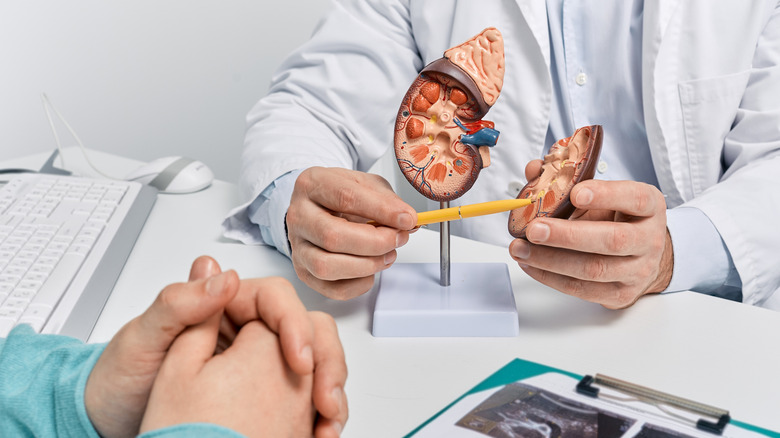 doctor showing patient a kidney model