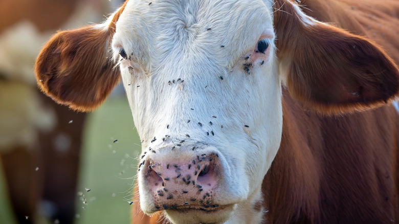 flies on a cow's face