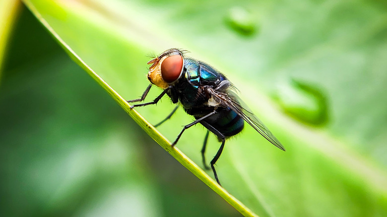 A New World screwworm fly on a leaf