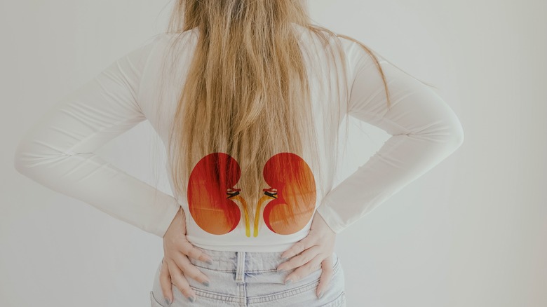 Photo illustrating location of kidneys