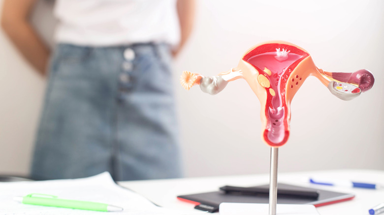 model of female reproductive system