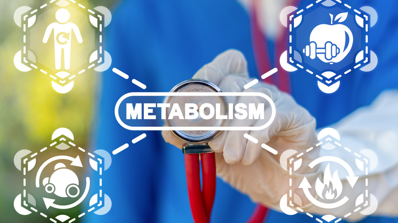 metabolism graphic