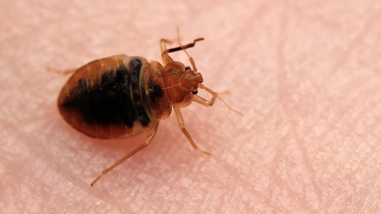 bed bug close up