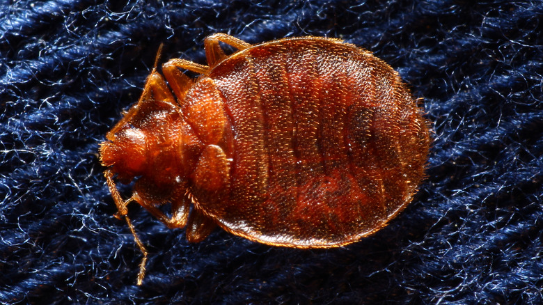 bed bug on bedding