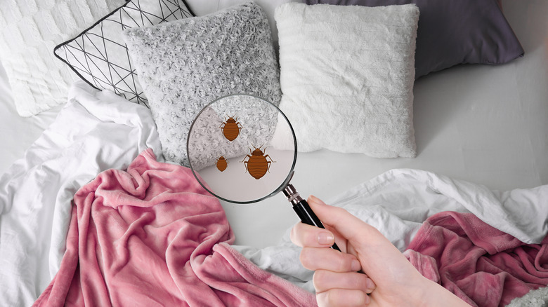 magnifying glass showing bed bug on bedding