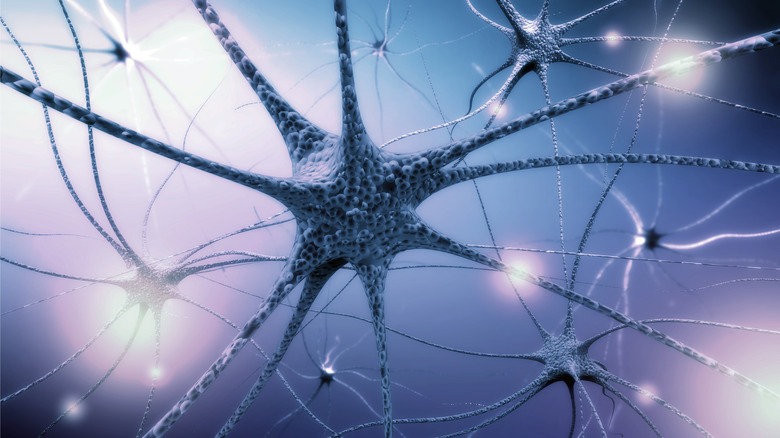 human nervous system