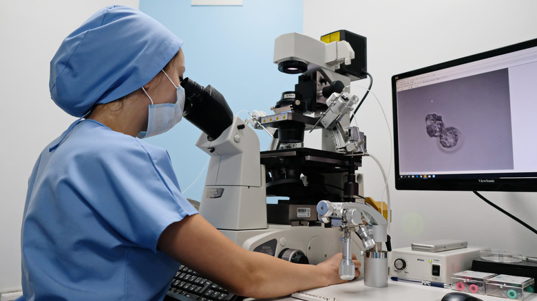 Doctor examining eggs for the in vitro fertilization process