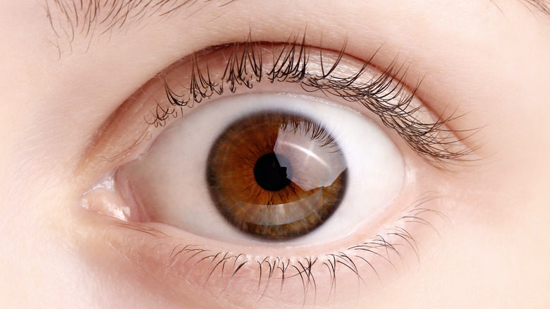 close up of a wide open brown eyeball