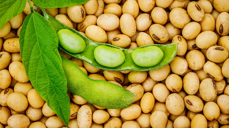 A split soybean pod with leaves on top of a pile of dried soy beans