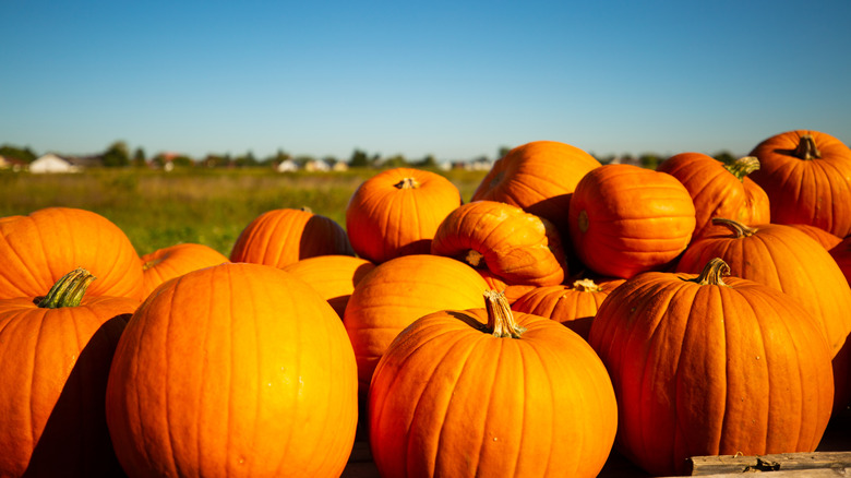 A bunch of orange pumpkins outside under a clear blue sky