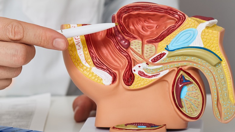 anatomical model of male reproductive system