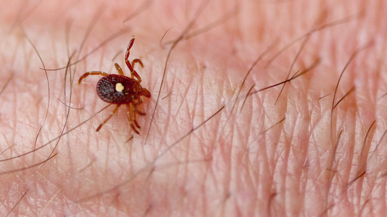 lone star tick crawling on skin