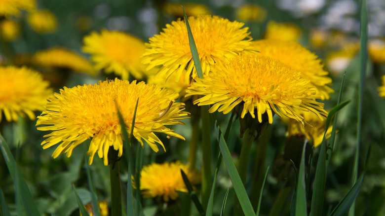 Close up of dandelions